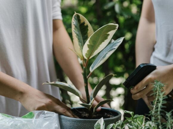 Sow & Grow Etkinlik